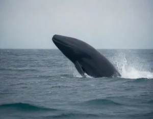 Cómo duermen las ballenas