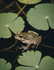 Cómo y dónde viven las ranas