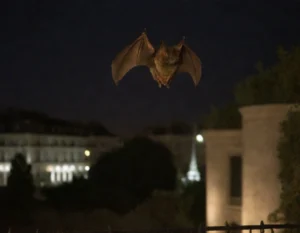 Murciélago como polinizador