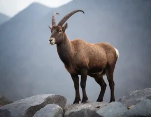 cabra montesa españa