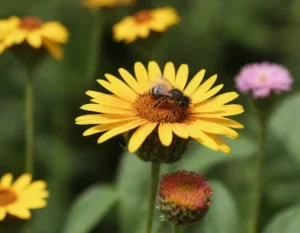 soñar con abejas gigantes