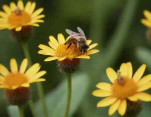 soñar con abejas que te persiguen