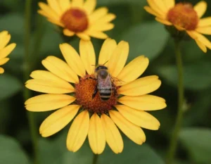 soñar con abejas significado