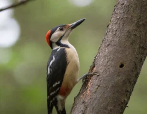 Caracteristicas Unicas del Pajaro Carpintero Hembra